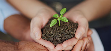 People holding seedling